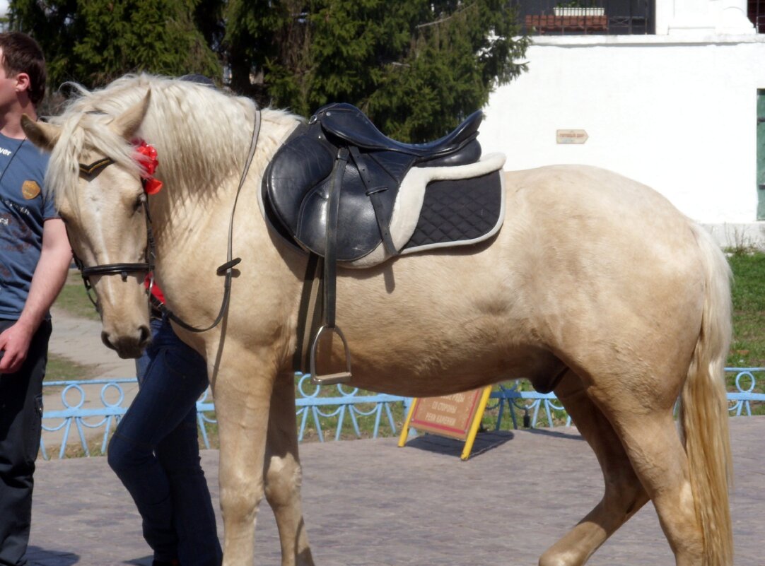 Верный конь. - Ирина ***