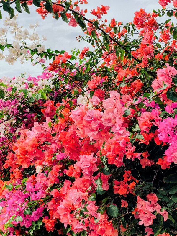 Цветы юга - Георгиевич Цветы юга - Георгиевич