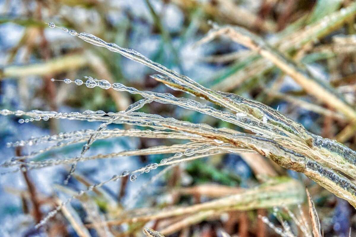 Природы дивное творенье... - Ravile 