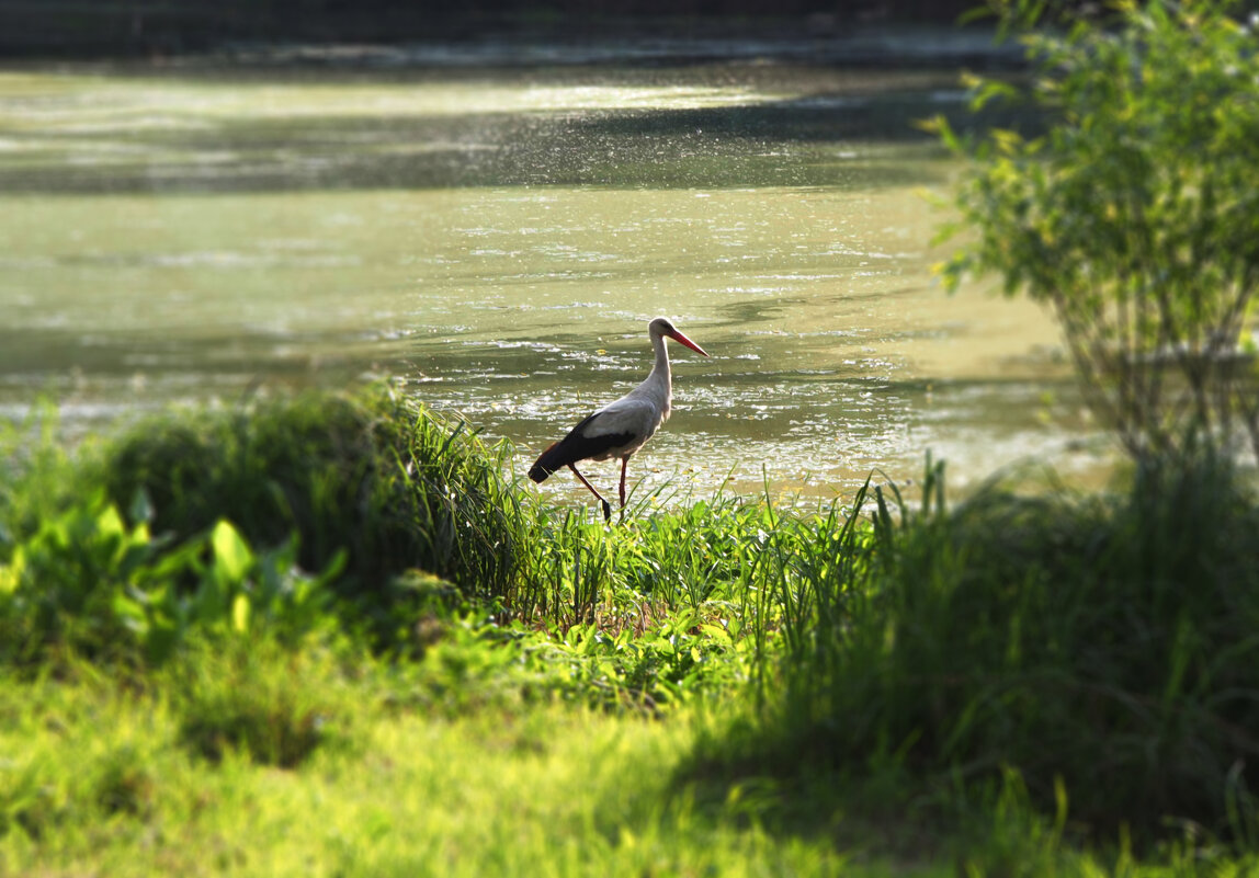 АИСТ НА ЗАВОДИ - Евгений 