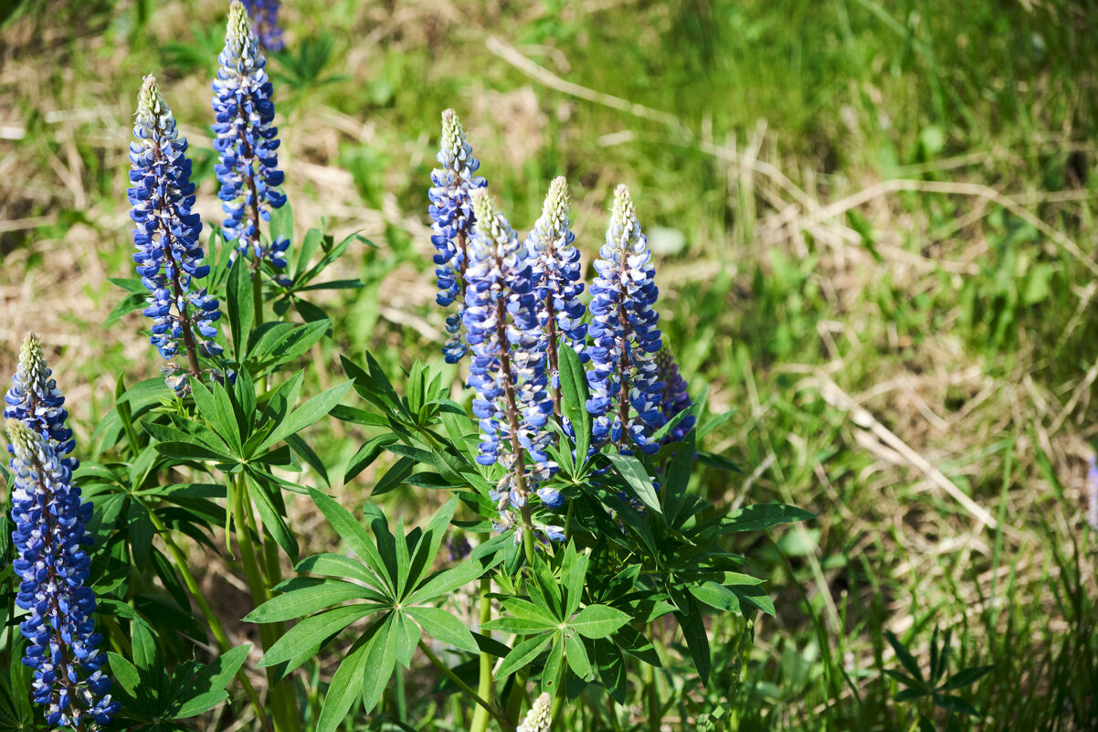 Синие голоса природы - Иван Державин