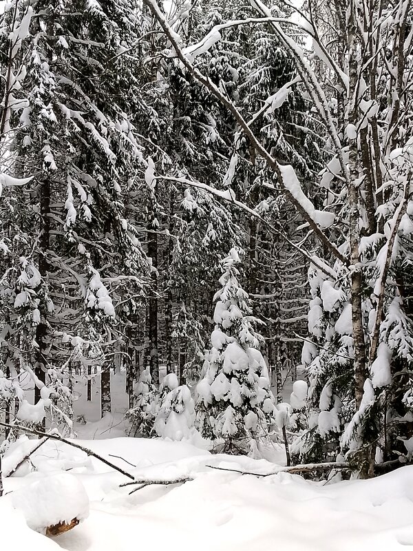 В заснеженном лесу. - Михаил Попов