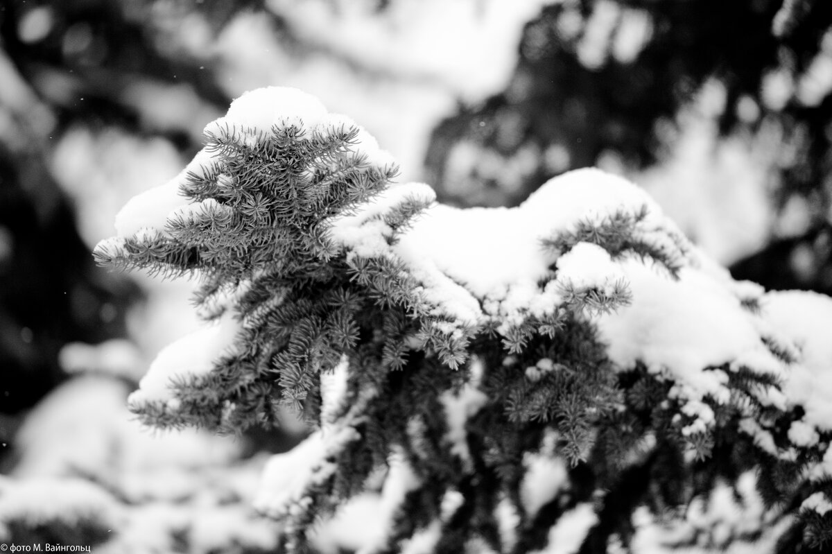 Серия "До Нового 2027 года осталось..." - Михаил 