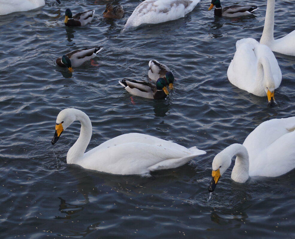 На тёплом озере зимой - Наталия Григорьева