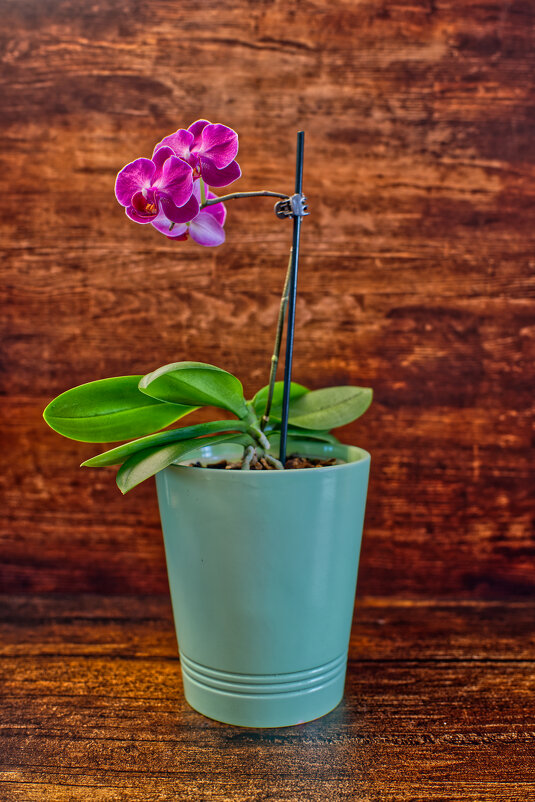 Орхидея - Jakob Dick