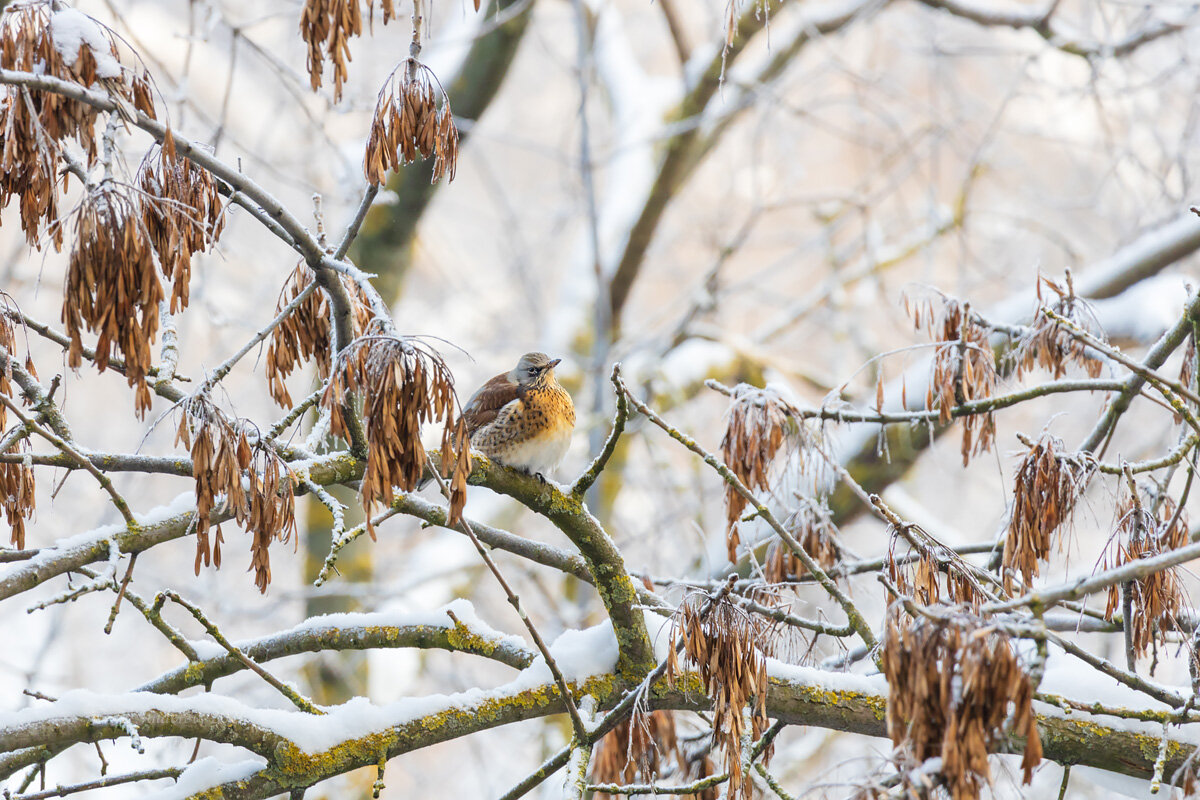 Свиристель на ветке - Александр Синдерёв