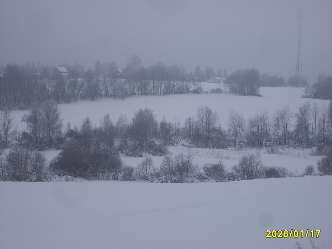 Рядки деревьев - fogmeadowww m