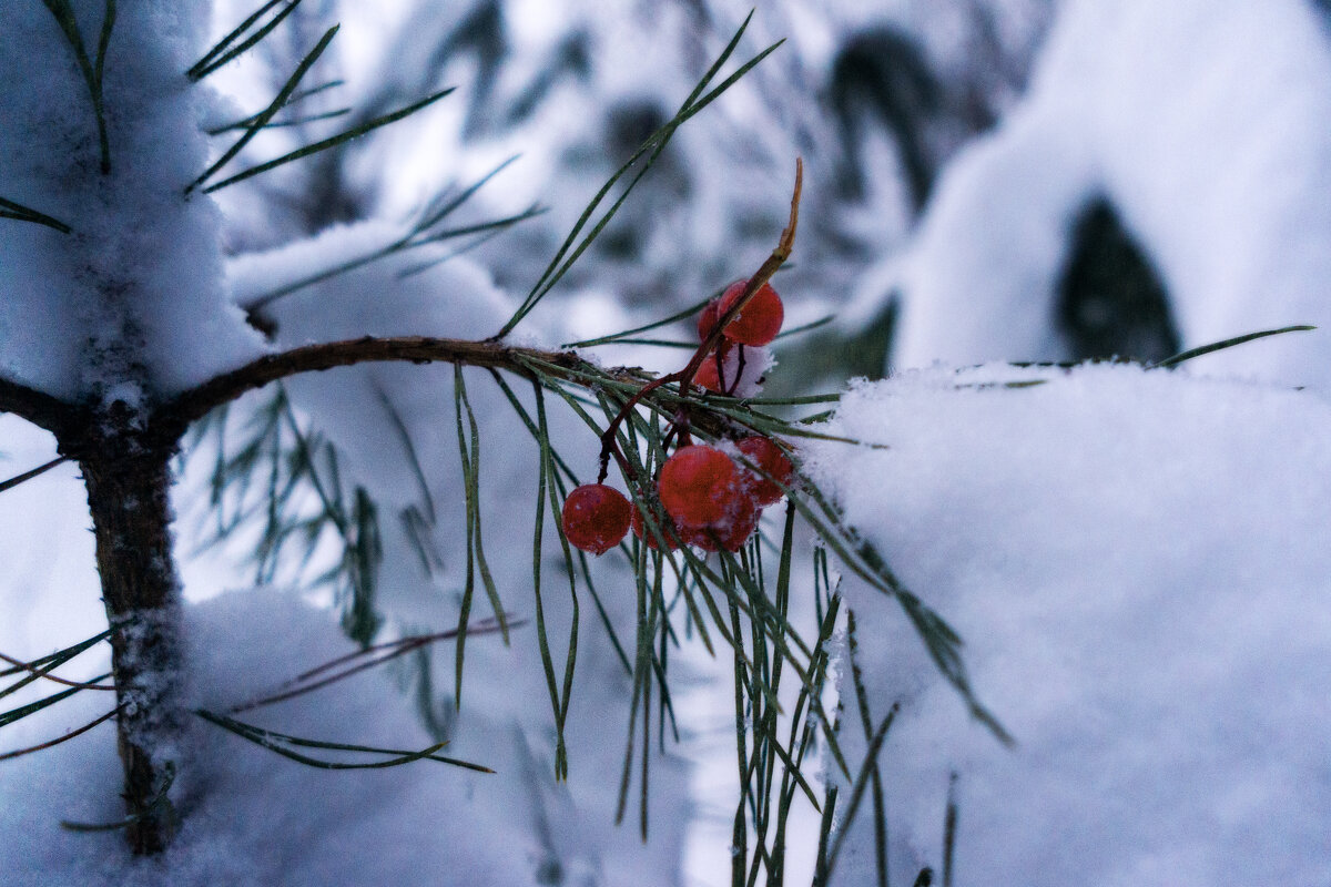 Яркость на сером - sorovey Sol