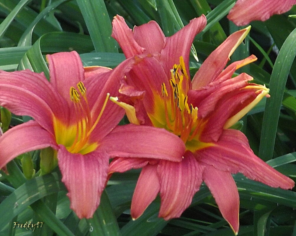 Лилейники - Freddy 97