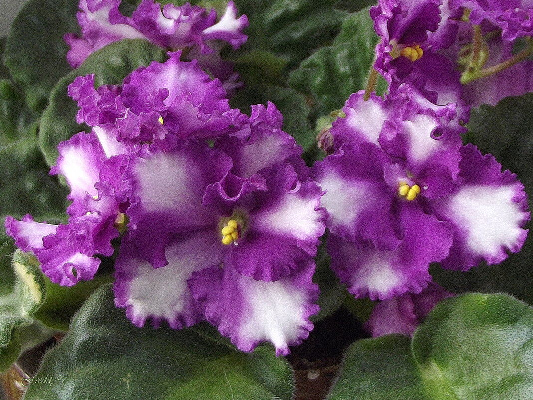 Фиалка - Freddy 97