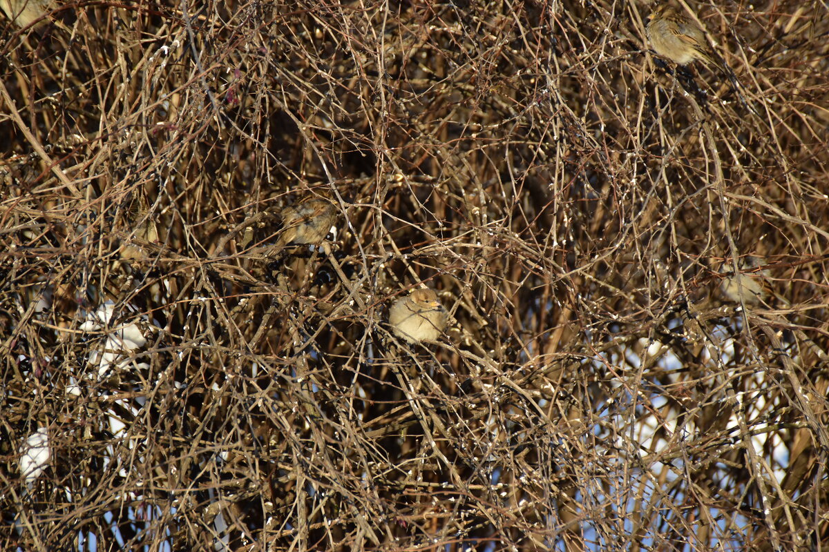 Сколько птичек насчитали? - Наталья Вязигина