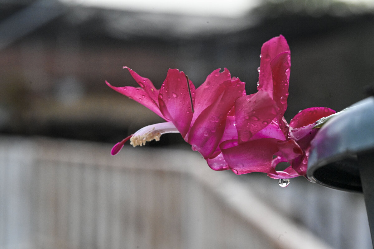 Круиз по балкончику - Осень 