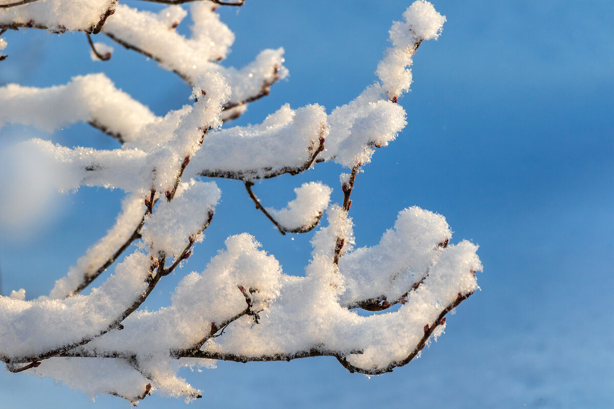 Все кусты покрыло снежным пухом. - Анатолий. Chesnavik. Все кусты покрыло снежным пухом. - Анатолий. Chesnavik.