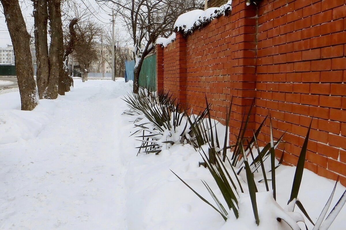Зеленеет юкка в снегу - Татьяна Смоляниченко