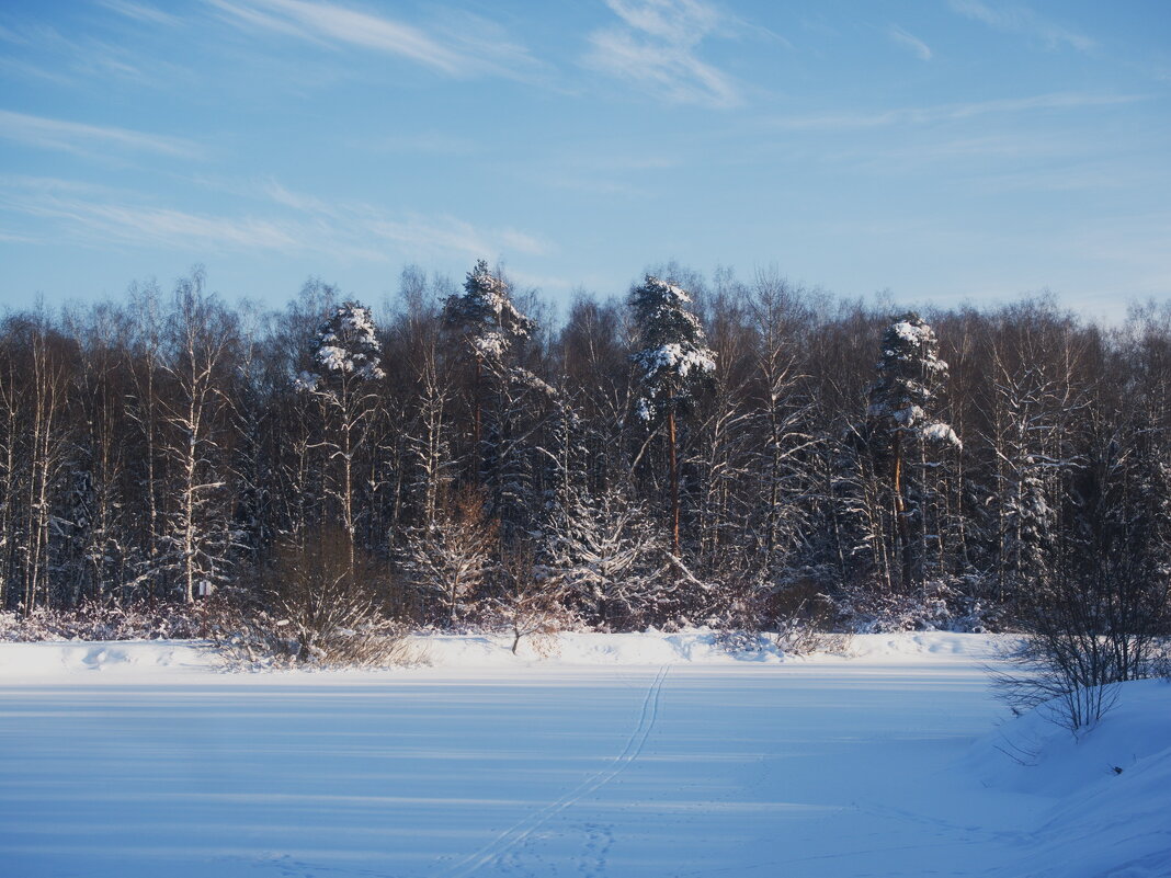 Лес в Лосином острове - marmorozov Морозова Лес в Лосином острове - marmorozov Морозова