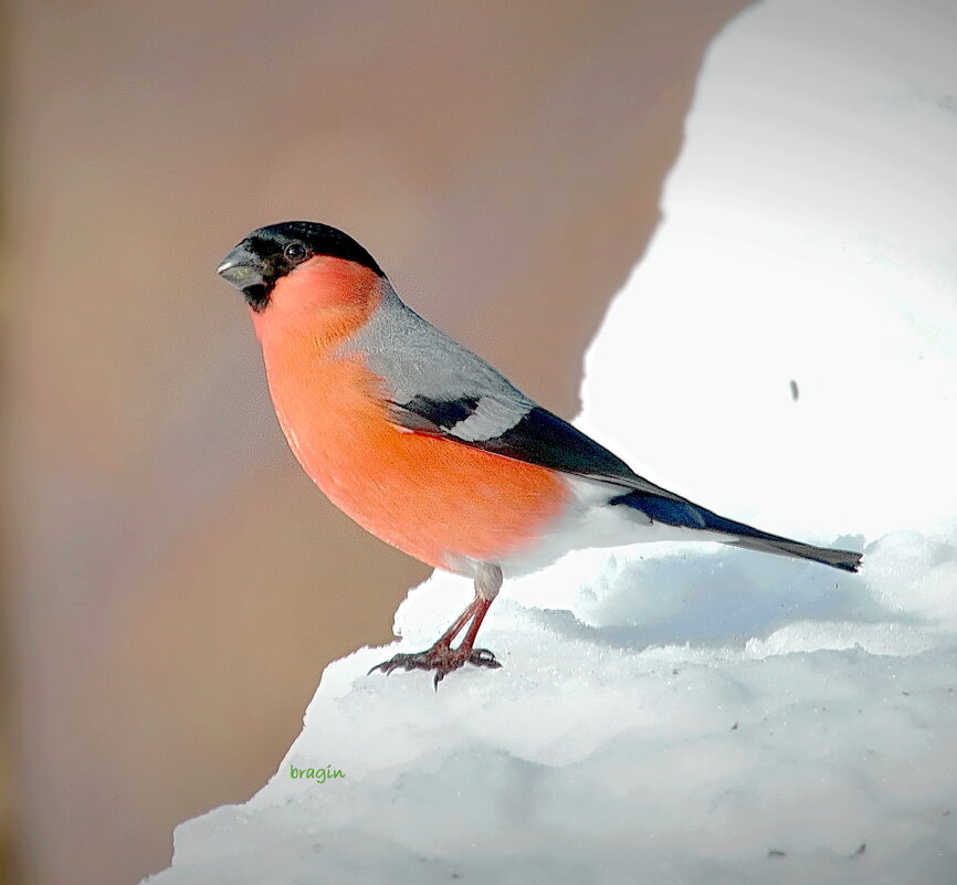 тот самый   -  яркий птиц - Andrey Bragin 