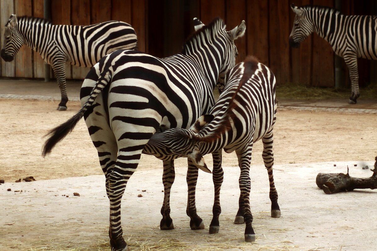 Пора кормления - Юрий. Шмаков