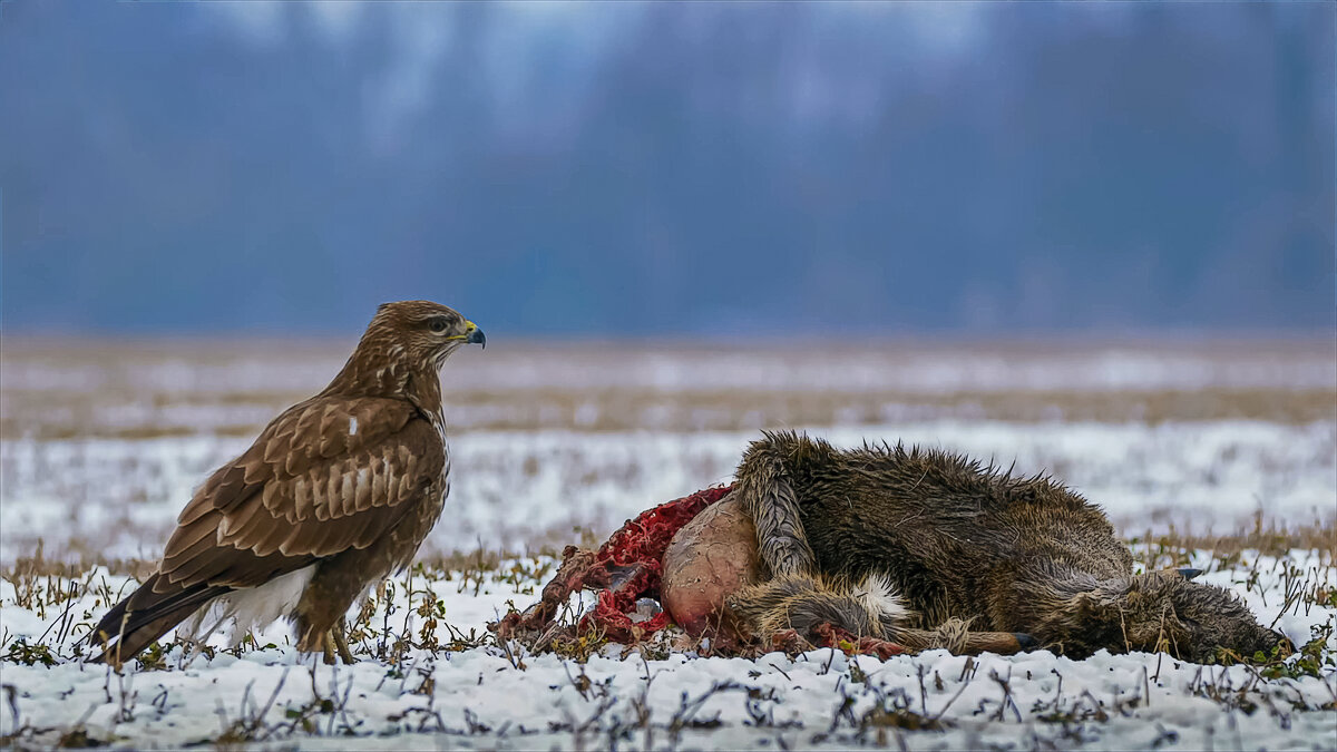 Беркут - Aleksey Afonin