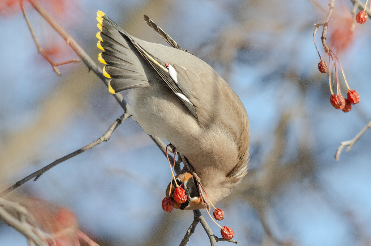 Свиристель - Виктор Иванович Чернюк