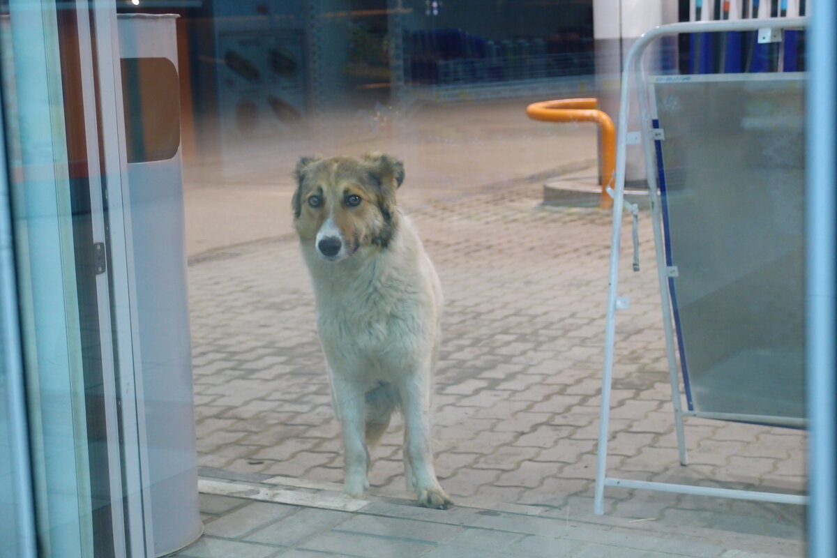 Псейка - Андрей Зореславович Волков