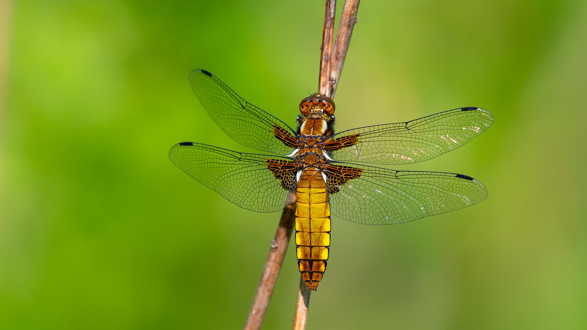 Тепло летних дней - Владимир Лазарев