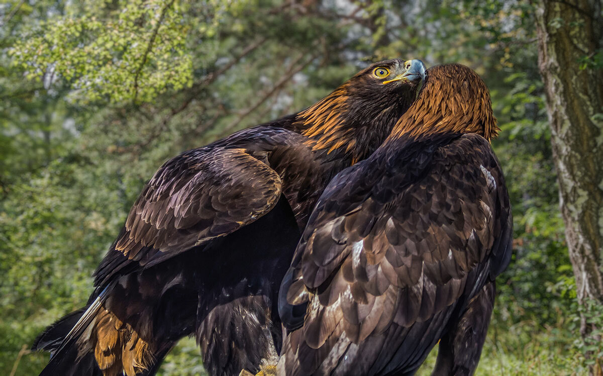 Беркут - SanSan 