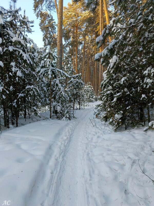 По снежной тропинке - Любовь Сахарова