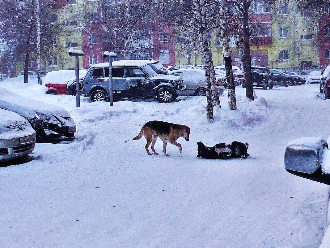 Февраль...Собачьи свадьбы! - Владимир 