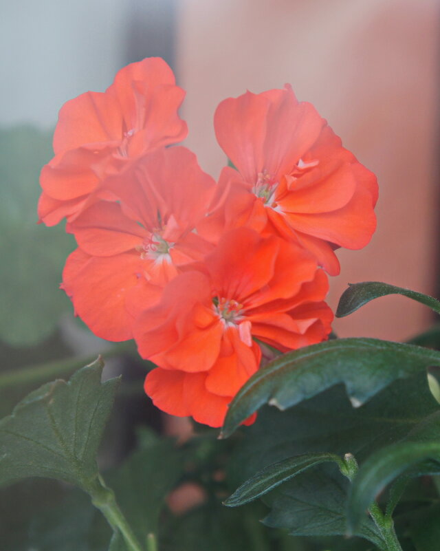 Соцветие. - сергей ермошкин