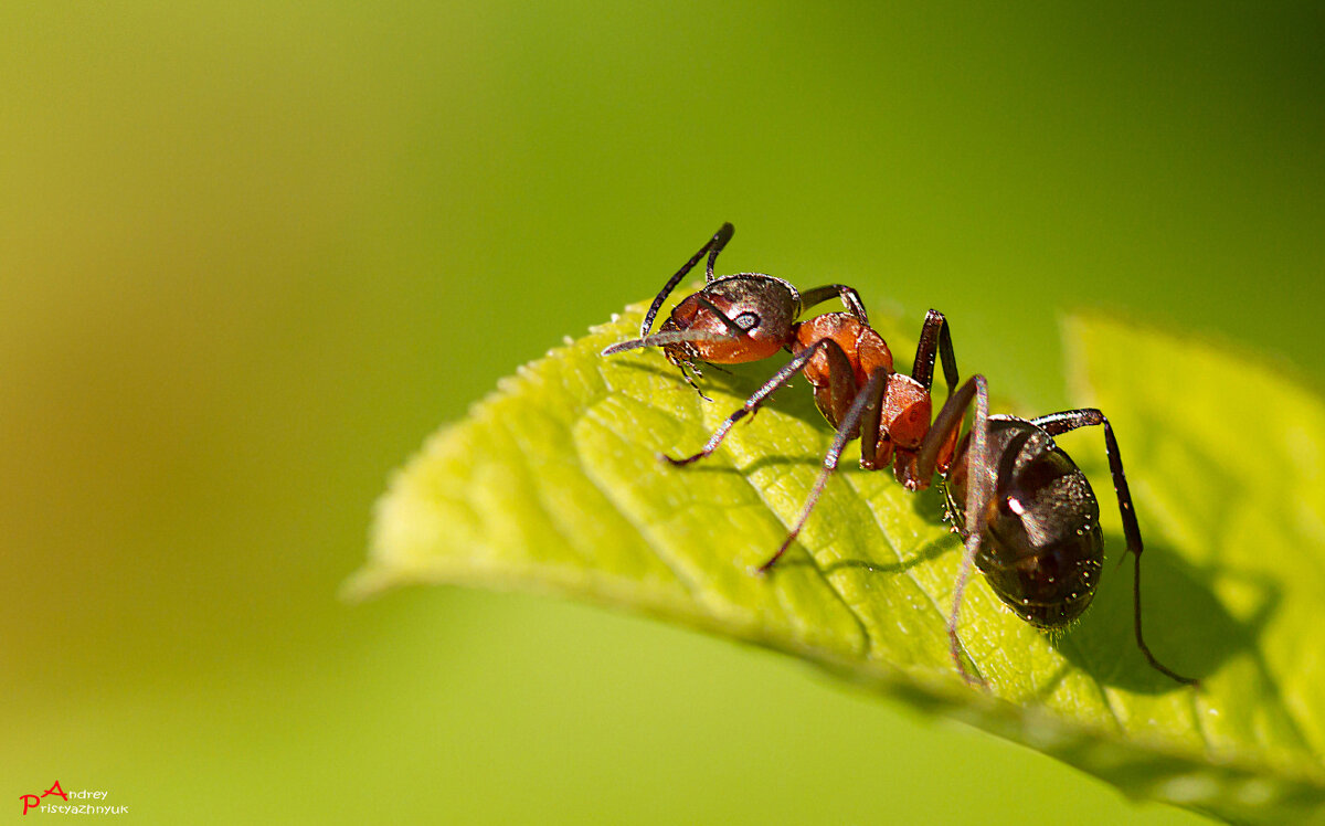 На листике - Андрей Пристяжнюк