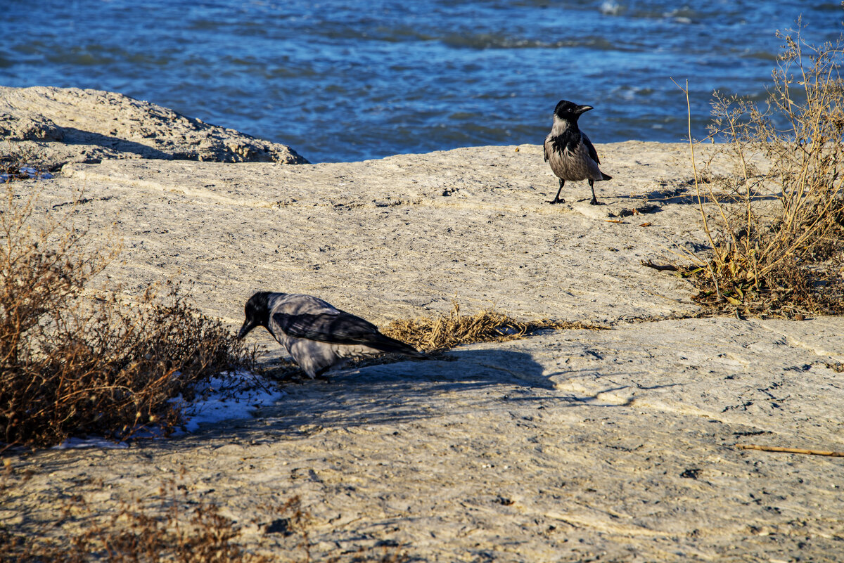 Берег - Анатолий Чикчирный