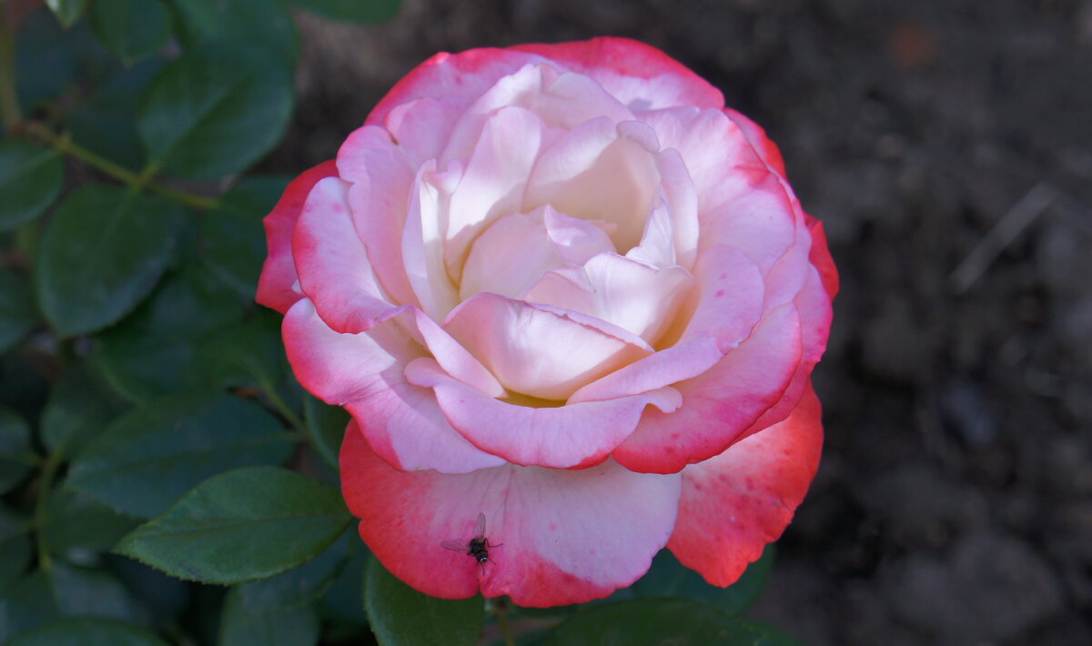 Для Татьян! - сергей ермошкин