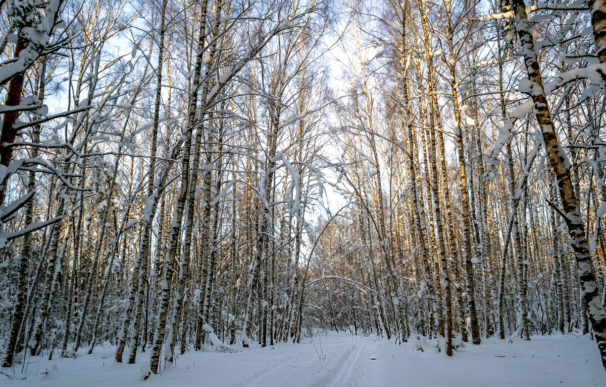 Березки и лыжня - Сергей Цветков