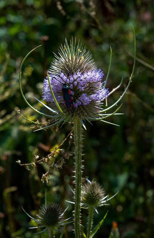 Ворсянка - Aleksandr Ворсянка - Aleksandr