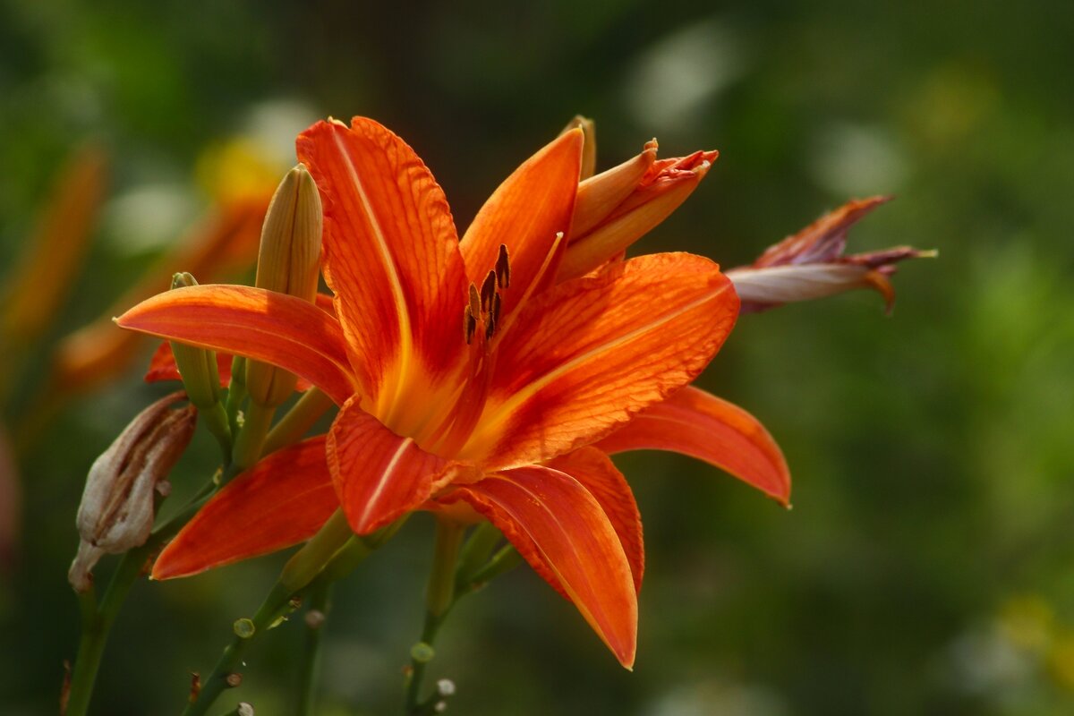 Доброе утро - Юрий. Шмаков