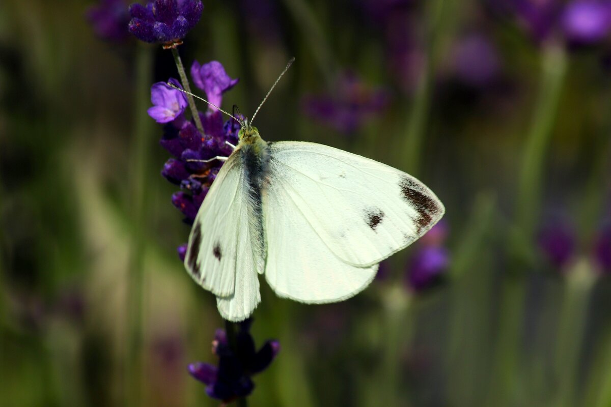 Утро бабочки - Юрий. Шмаков
