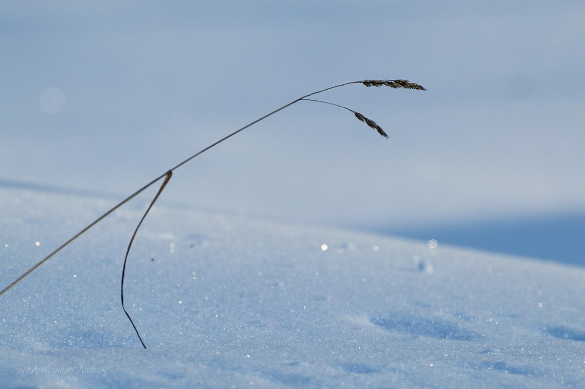 В парке. Мороз. - Андрей Андрианов
