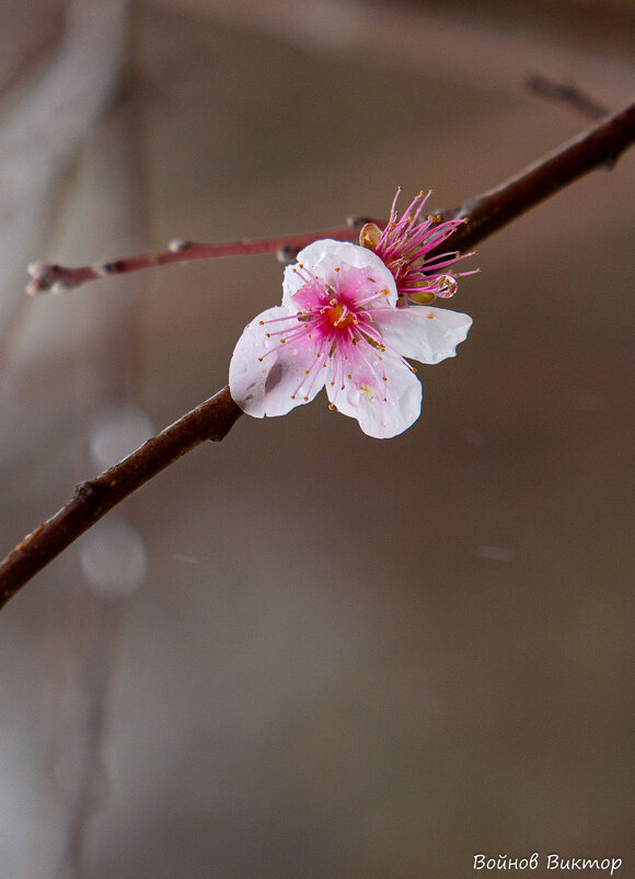 "Сакура" в январе - Виктор "Сакура" в январе - Виктор
