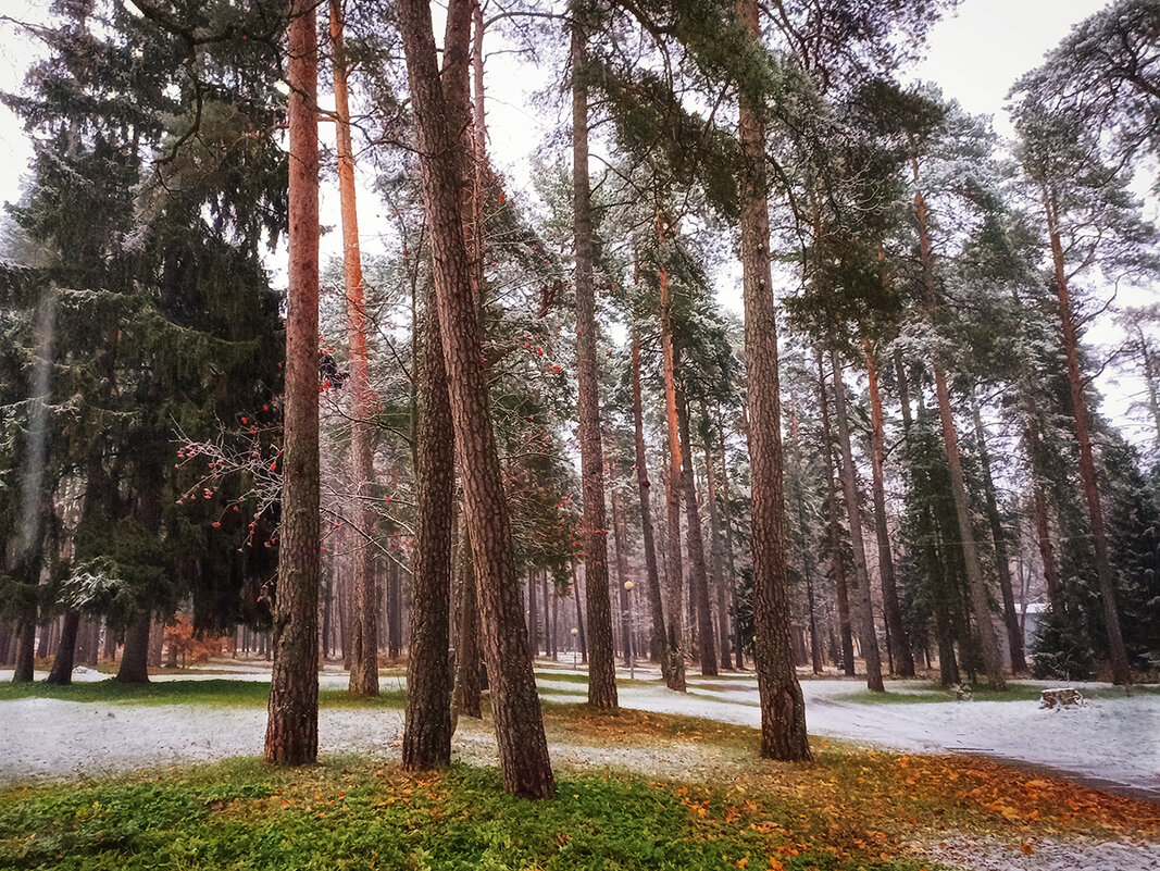 Первый снежок. - Лилия *