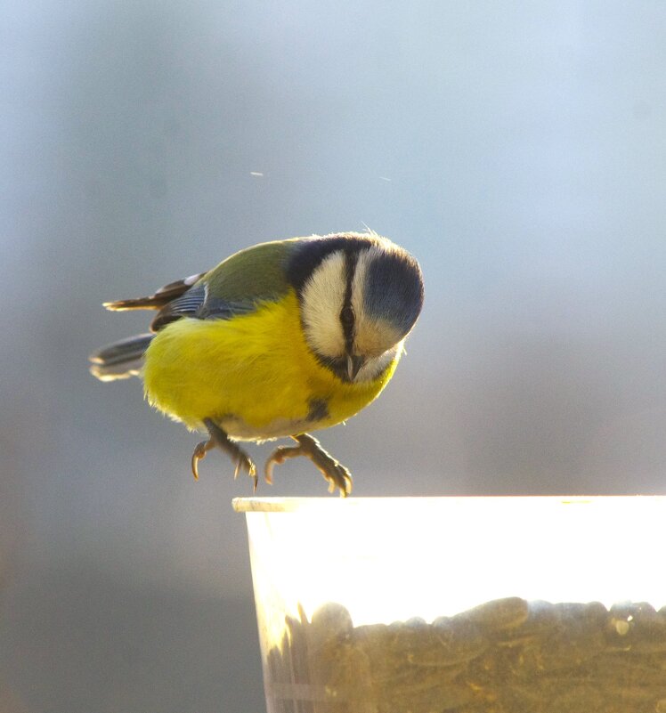 Лазоревка... - Юрий Куликов