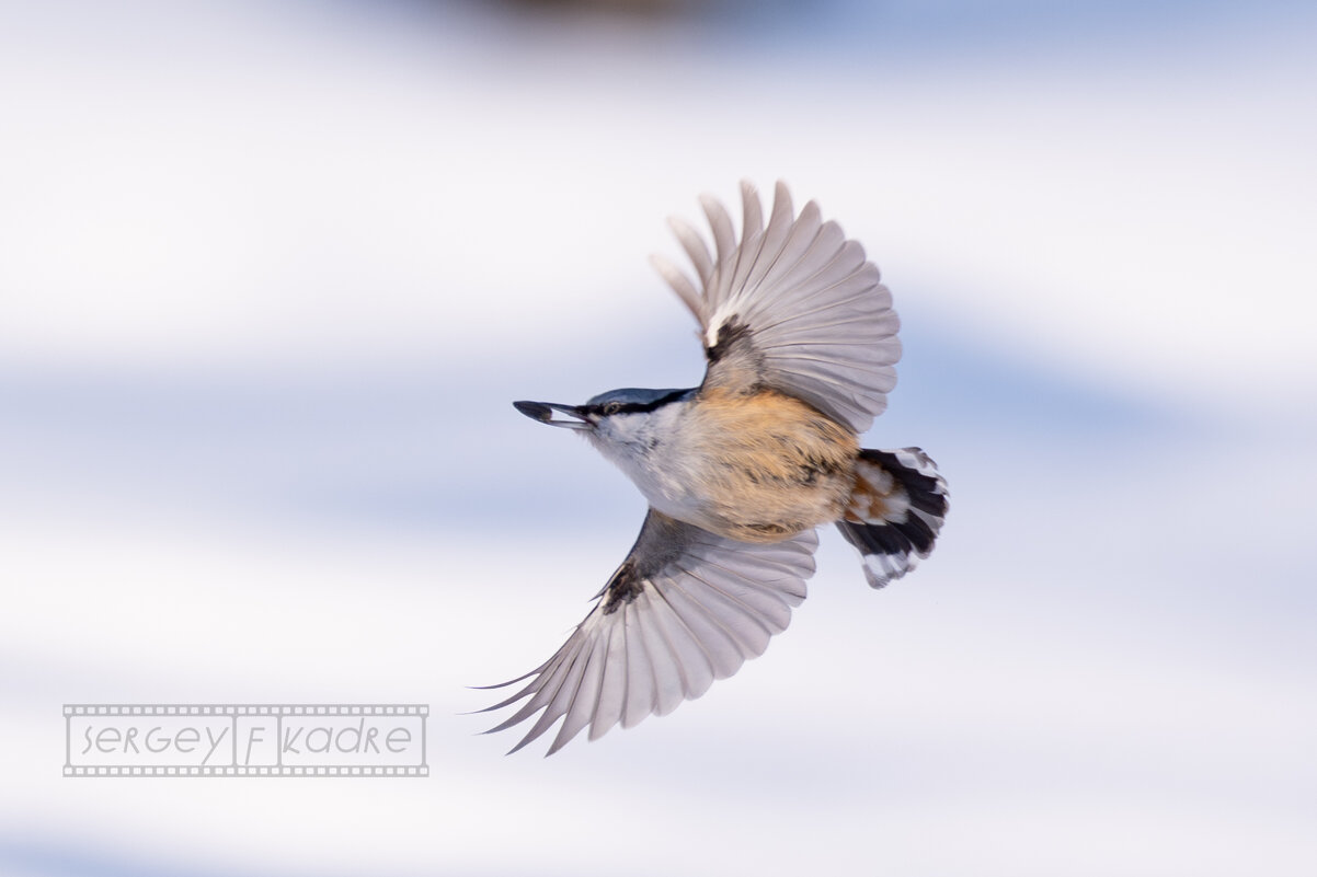 2 - Сергей Флетчер