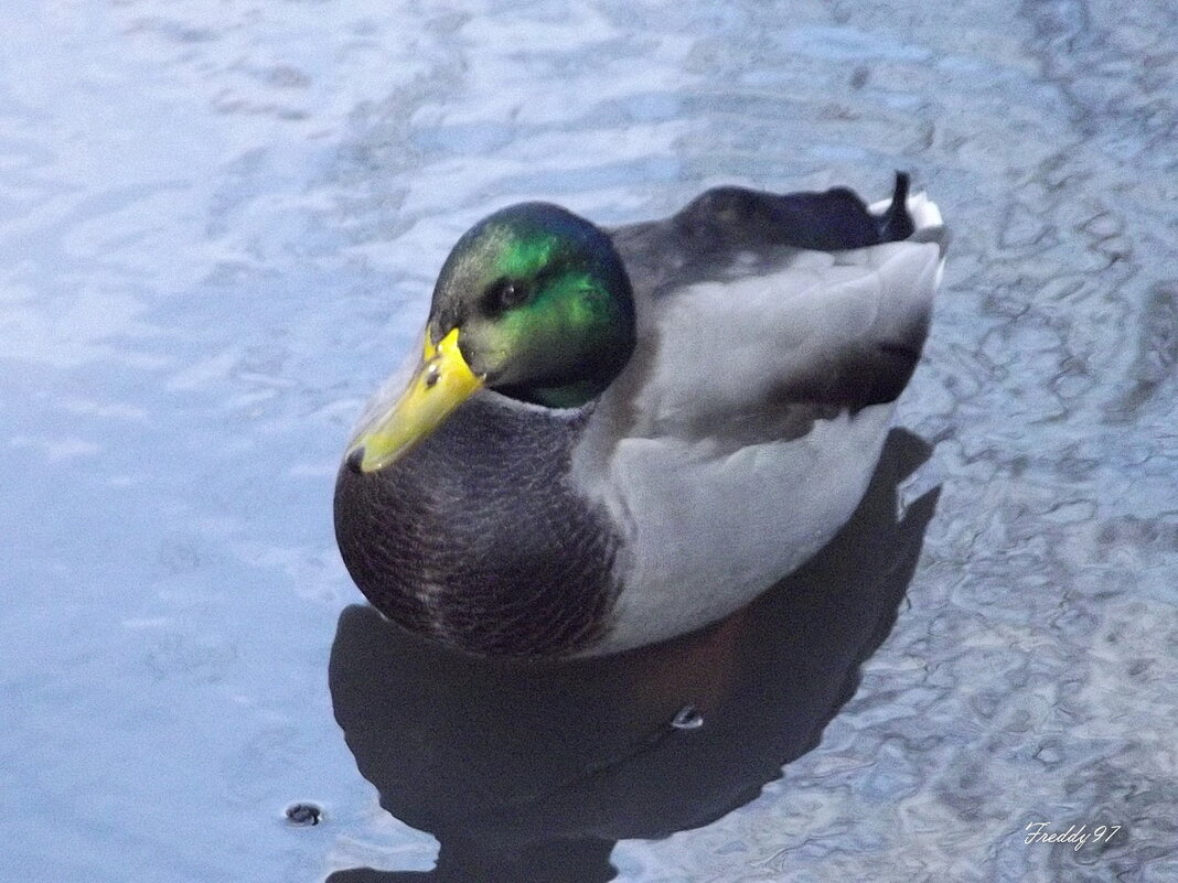 Селезень - Freddy 97