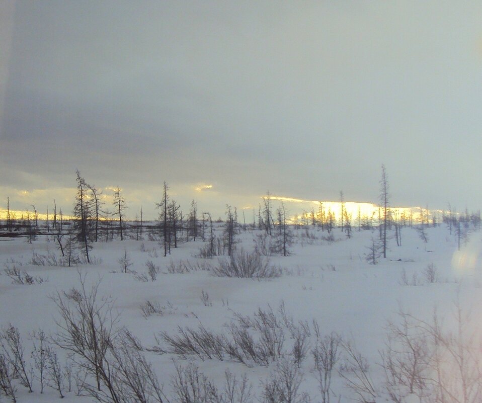 ЯМАЛ - Tata Wolf