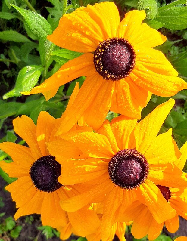 Всех Татьян, Танюшек, Танечек с Днём Ангела!!! А также с Праздником студентов и бывших студентов!! - оля san-alondra Всех Татьян, Танюшек, Танечек с Днём Ангела!!! А также с Праздником студентов и бывших студентов!! - оля san-alondra