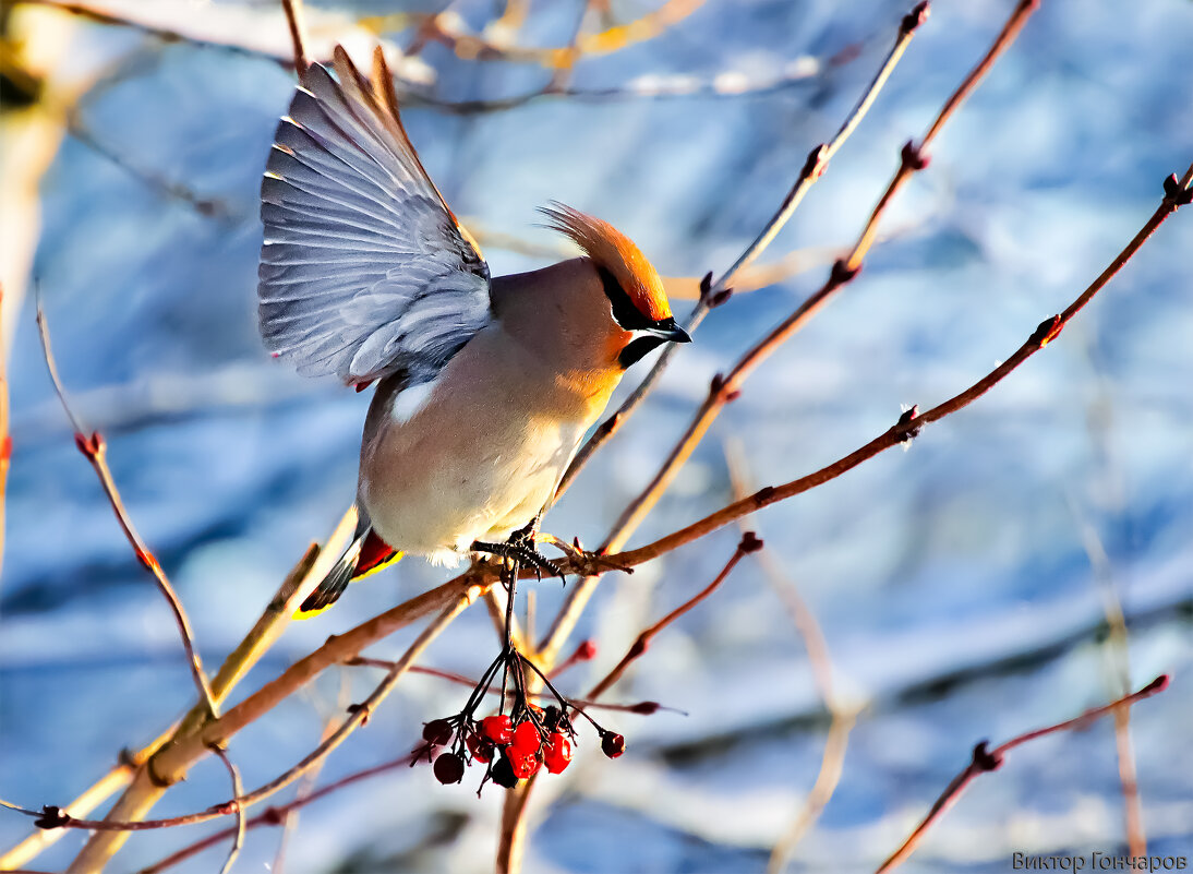 Свиристель - Laryan1 Свиристель - Laryan1