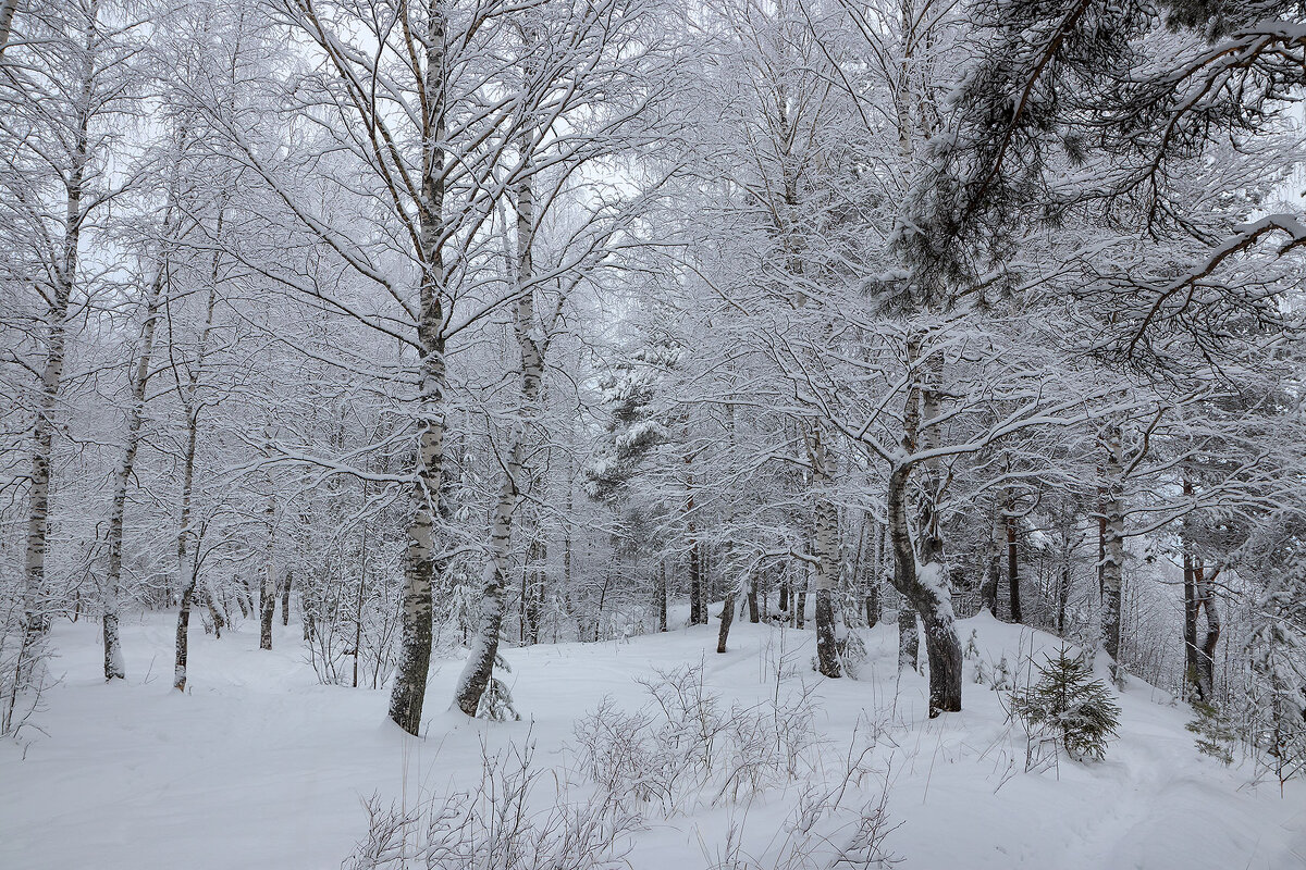 Зимним днём. - Андрей Дурапов