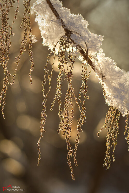Первый снег - Андрей Пристяжнюк
