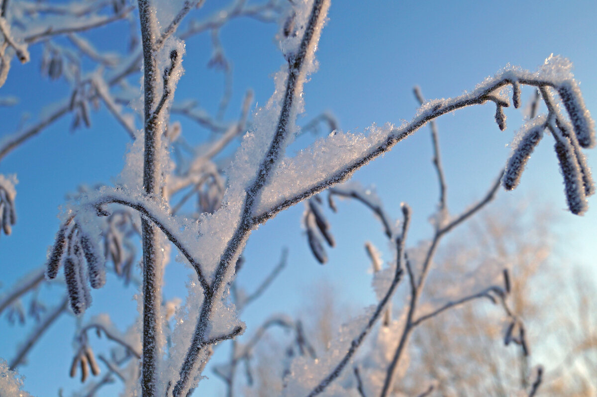 Сережки ольховые - Сергей Ц