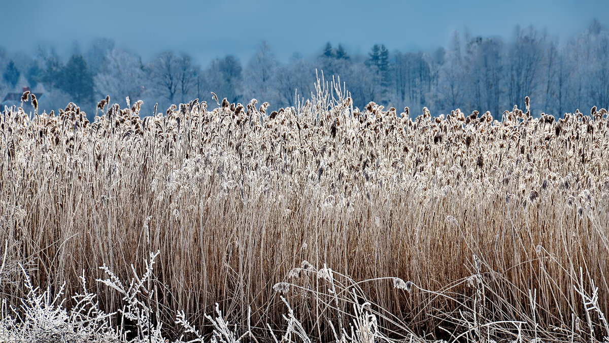Зимнее сено - Alexandеr P