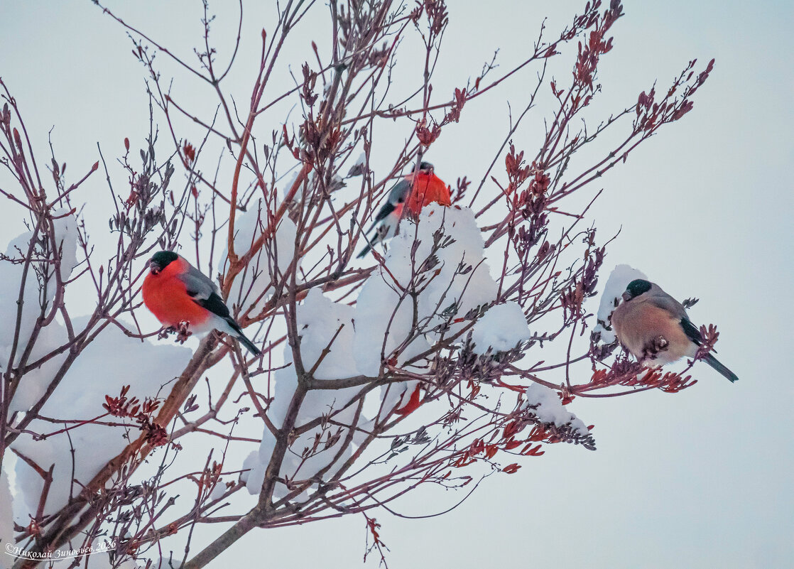 Два кавалера и одна дама - Николай Зиновьев